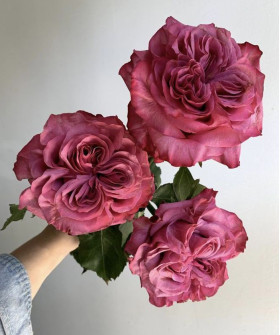 Роза фиолетовая Кантри блюз, поштучно