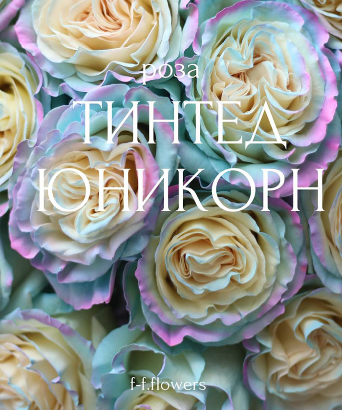 15 роз Тинтед Юникорн 
