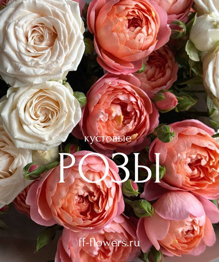 5 пионовидных кустовых роз Джульетта и Софи №7886