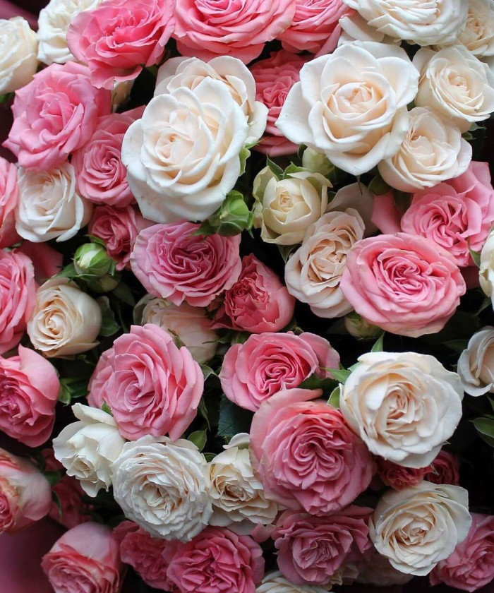 25 кремово-розовых кустовых роз в букете 