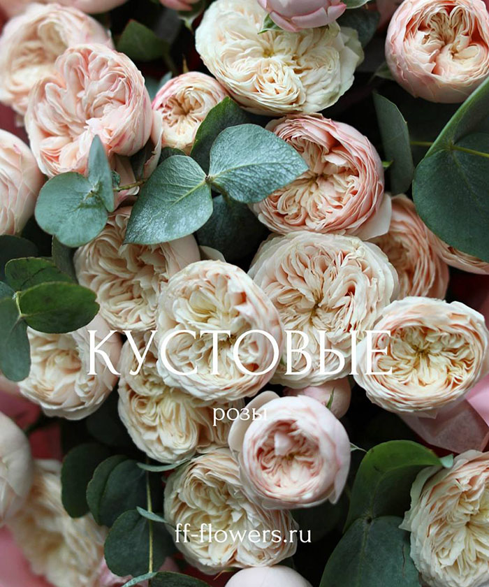5 пионовидных кустовых роз Роял Блаш №6569
