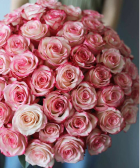 51 двухцветная розовая роза Палома, 50см №8410