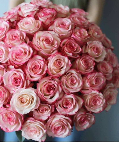 51 двухцветная розовая роза Палома, 50см №8410