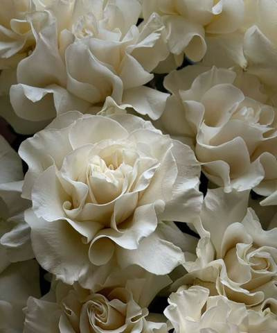 Французские белые розы Мондиаль, поштучно