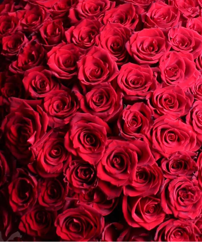 101 красная роза Эксплорер и охапка шаров-сердец в наборе 