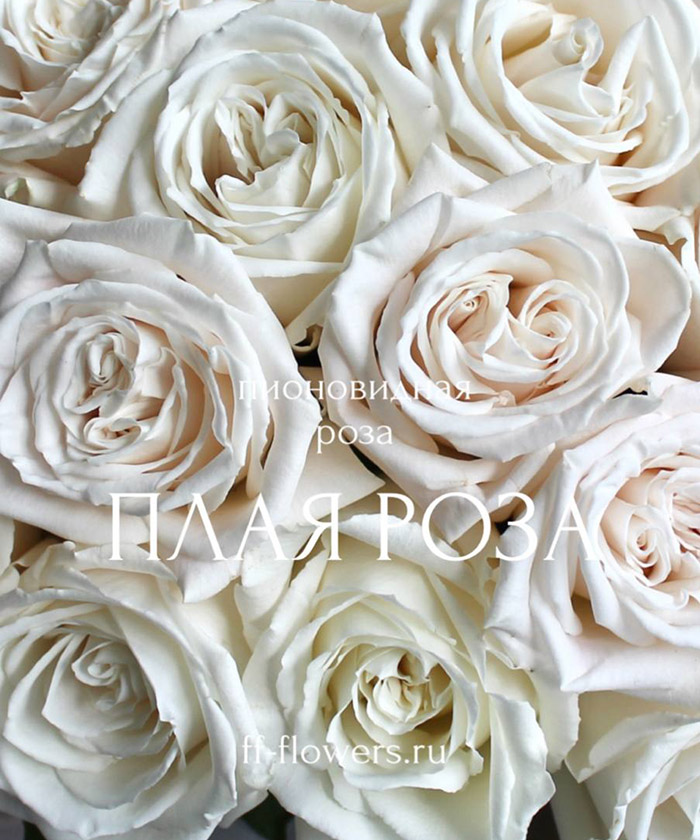 15 белых пионовидных роз Плая бланка №3106