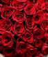 35 красных роз Эксплорер №4982