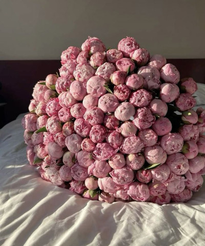 101 розовый пион Сара Бернар №5564