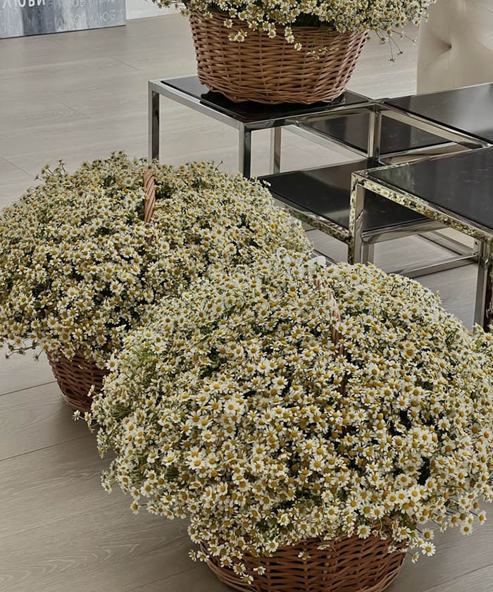 Комната ромашек 