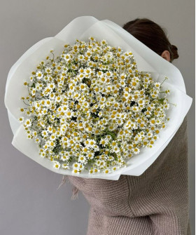 55 ромашек танацетум "Лето в руках" №5456