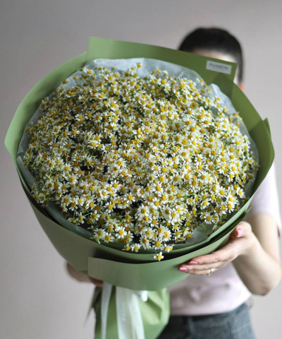 49 ромашек танацетум "Саммер" №3676