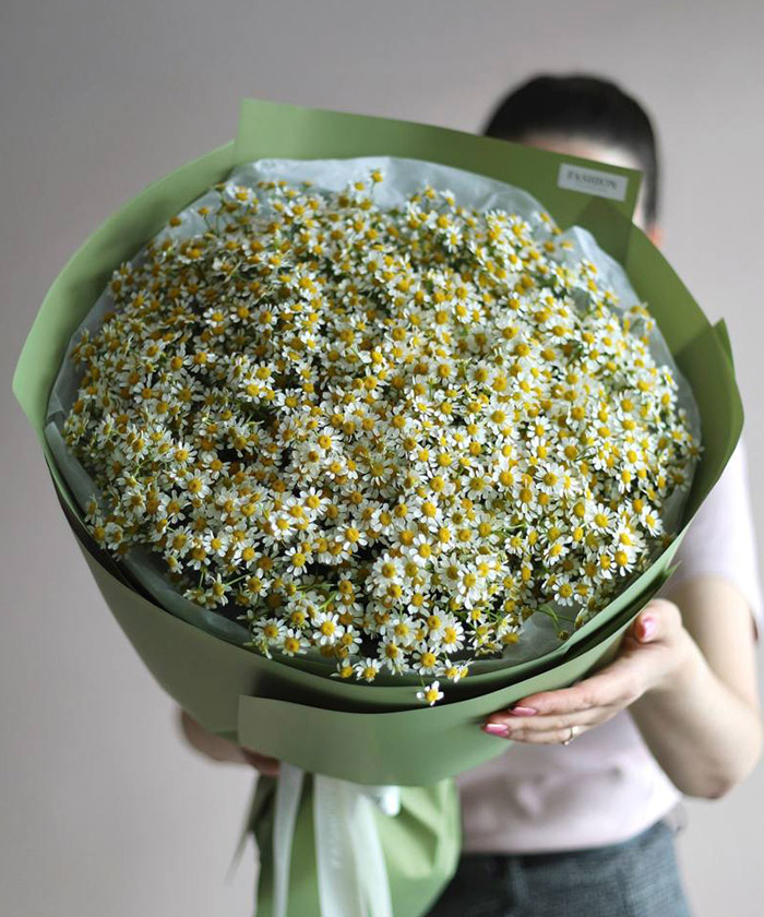 49 ромашек танацетум 