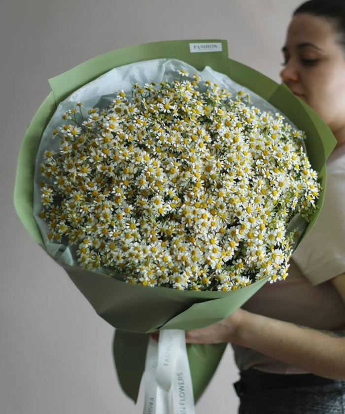 49 ромашек танацетум 