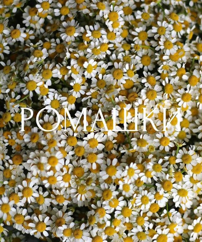 49 ромашек танацетум 