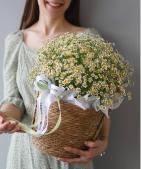 Ромашки танацетум в плетёной корзине "Только для тебя" №3985