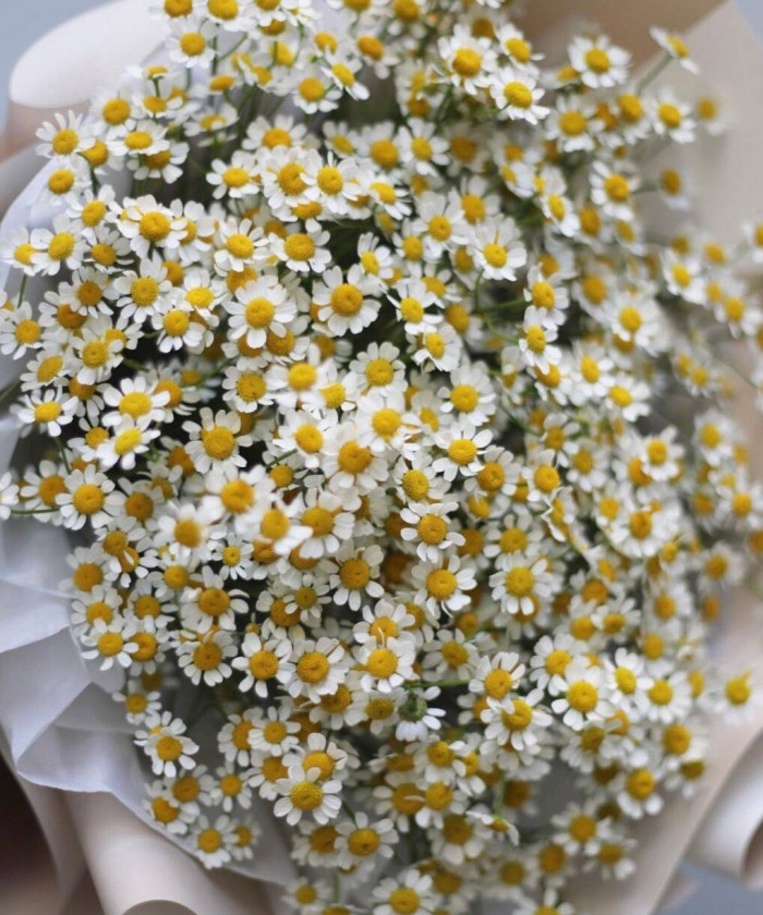 21 ромашка танацетум в букете 