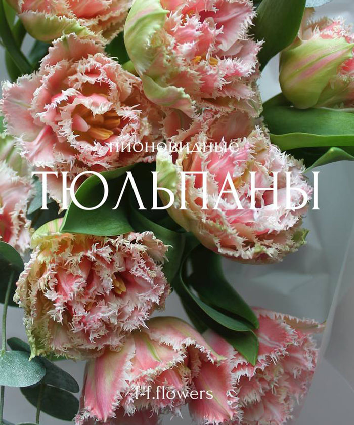 11 розовых тюльпанов Куинсленд с эвкалиптом №8821