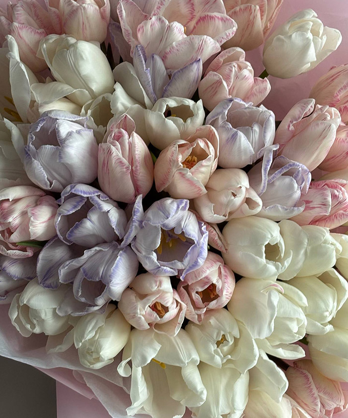 51 пудровый тюльпан Экстра №7853