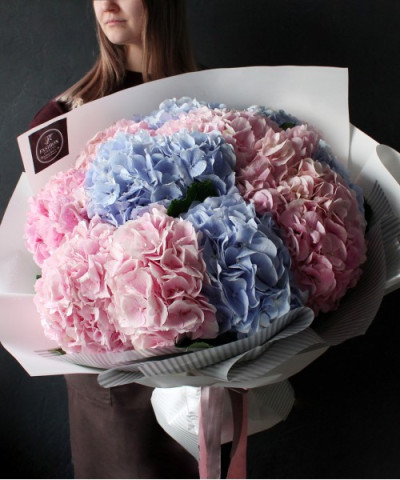 13 роскошных розово-голубых гортензий №2598
