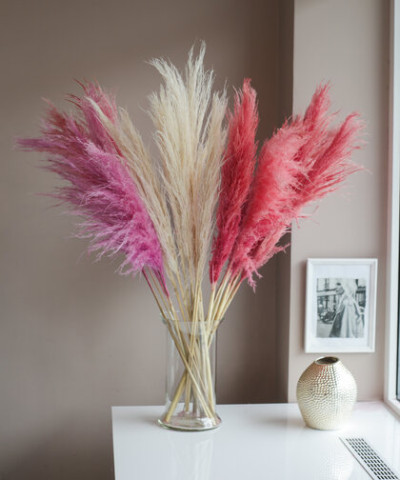 Кортадерия, пампасная трава, 1шт. №2547