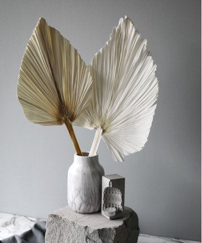 Пальмовое копье, сухоцвет