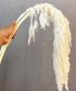 Амарантус стабилизированный, поштучно