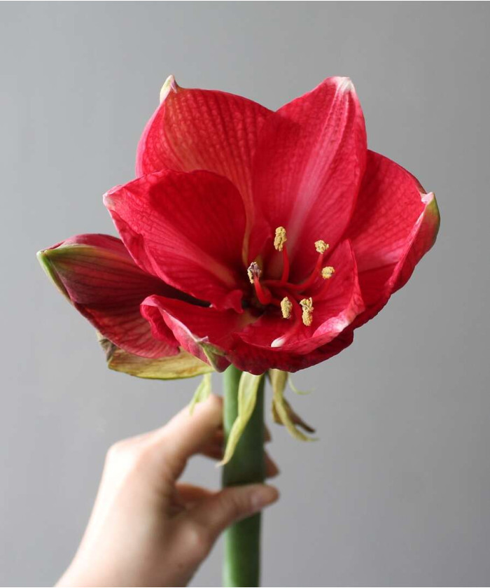 Амариллис, в ассортименте, поштучно 