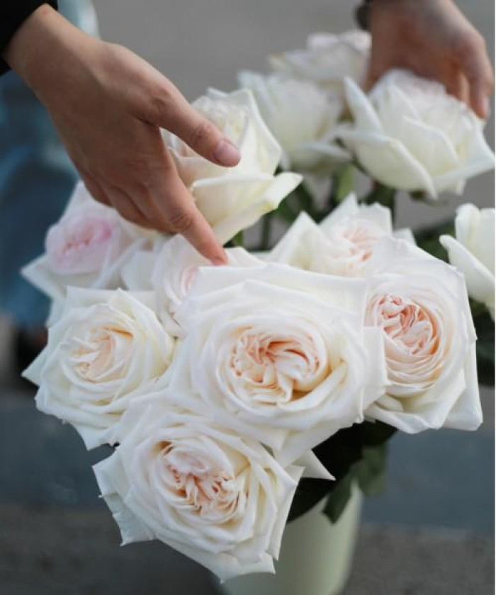 Роза Вайт Охара пионовидная, поштучно