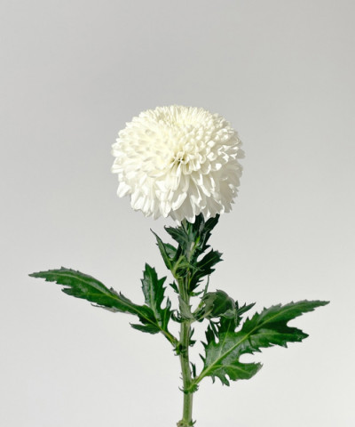 Хризантема одноголовая белая Супербоул, поштучно