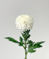 Хризантема одноголовая белая, поштучно