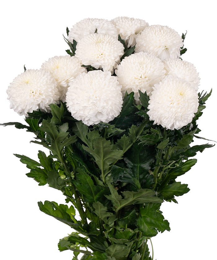 Хризантема одноголовая белая, поштучно