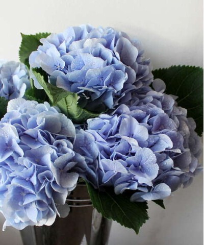 Гортензия голубая, поштучно