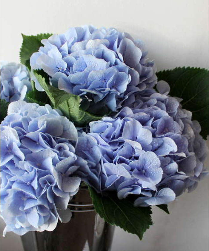 Гортензия голубая, поштучно