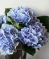 Гортензия голубая, поштучно