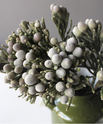 Бруния Сильвер Боллс