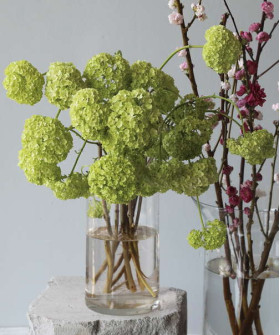 Вибурнум розеум