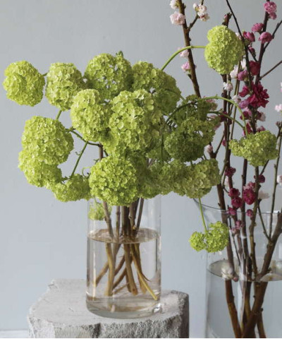 Вибурнум розеум