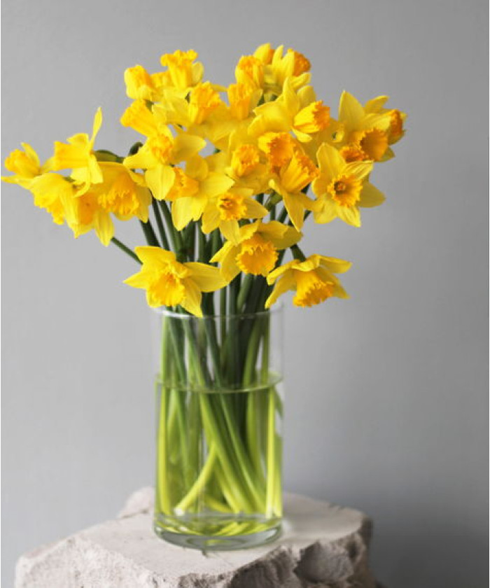 Нарциссы, в ассортименте, поштучно 