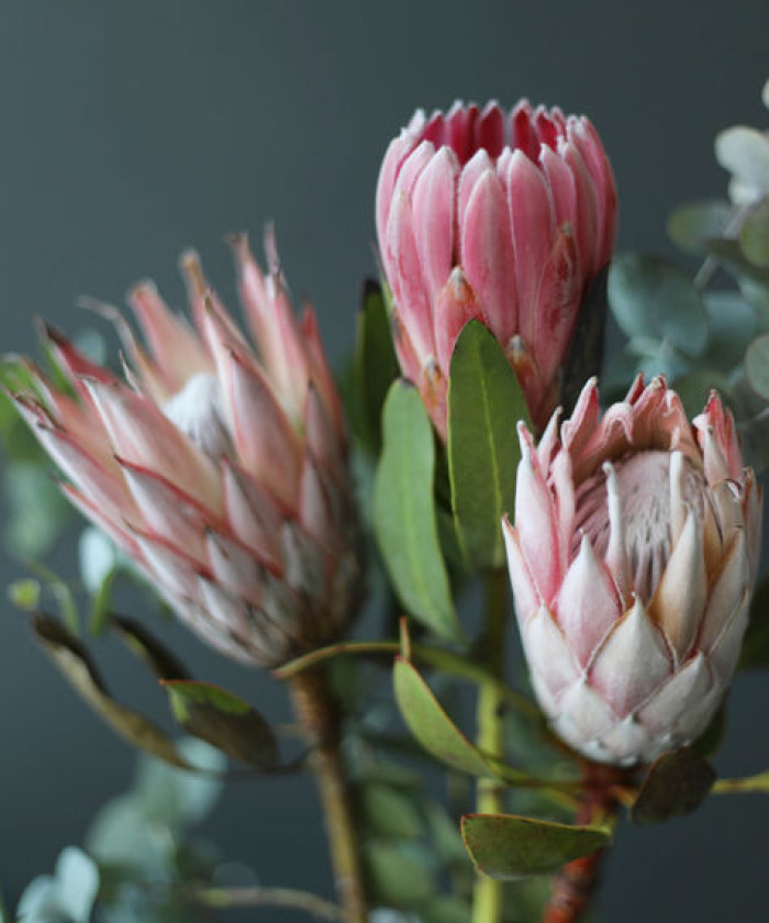 Протея Кинг Цинароидес, поштучно