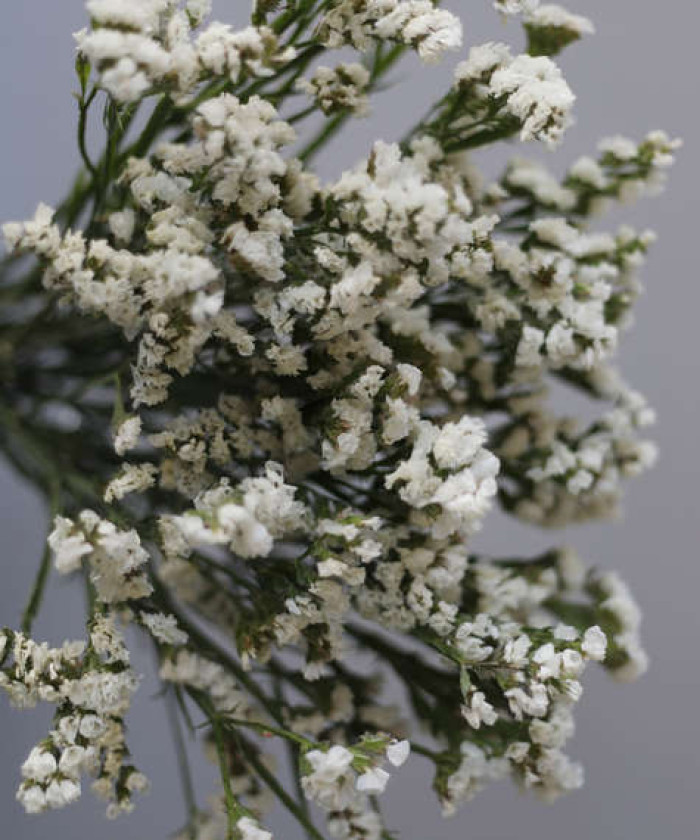 Статица белая, поштучно