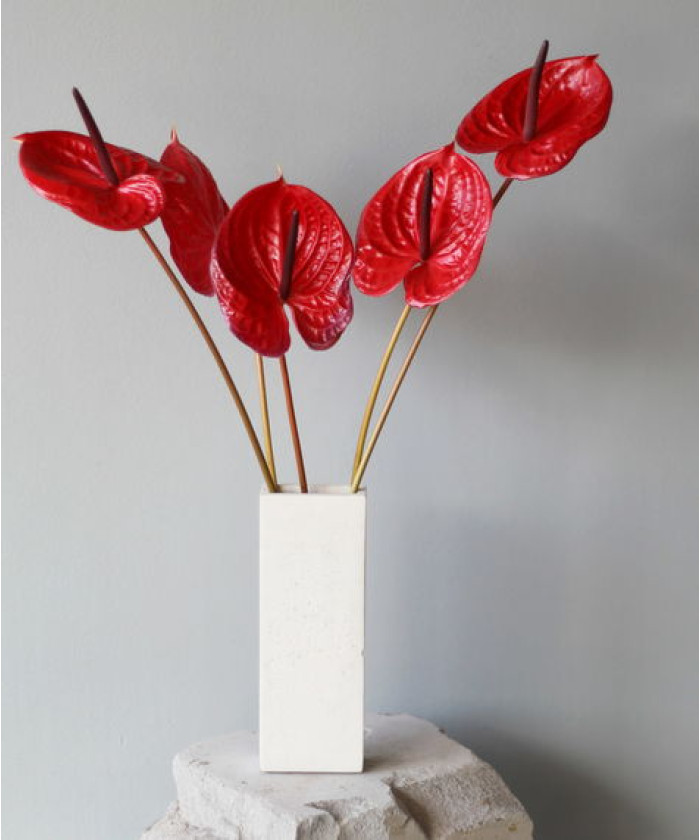 Антуриум, в ассортименте, поштучно