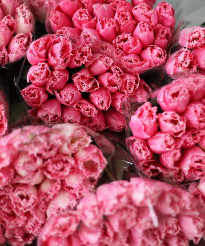 Тюльпаны Extra, в ассортименте, поштучно 