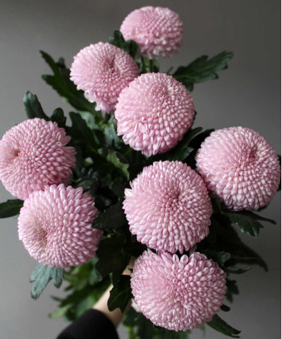 Хризантема Момоко одноголовая