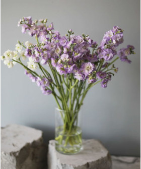 Маттиола кустовая лавандовая, поштучно