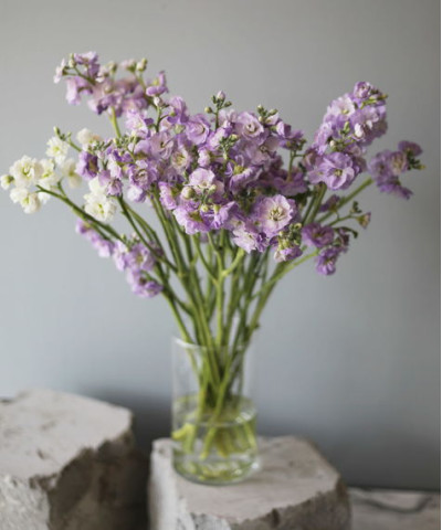 Маттиола кустовая лавандовая, поштучно