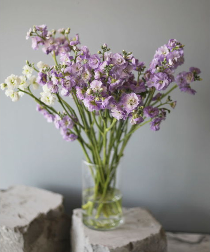 Маттиола кустовая лавандовая, поштучно