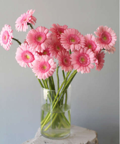 Гермини Кимси розовые