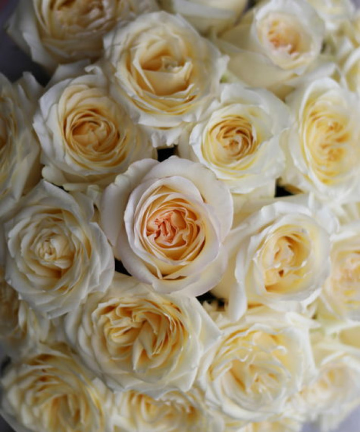 Роза Кенделайт L40, поштучно