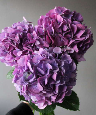 Гортензия перпл