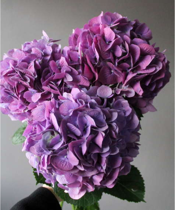 Гортензия перпл, поштучно
